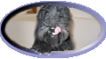 phpeggdogscotch