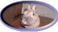 phpeggrabbit
